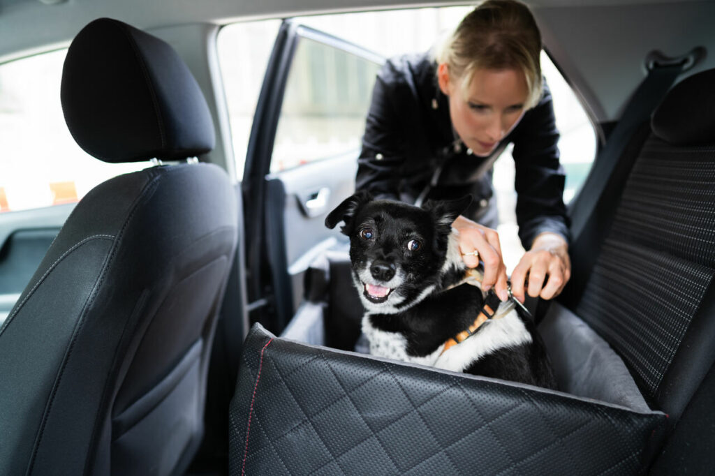 Hund im Auto transportieren - KFZBleche24.de - 4