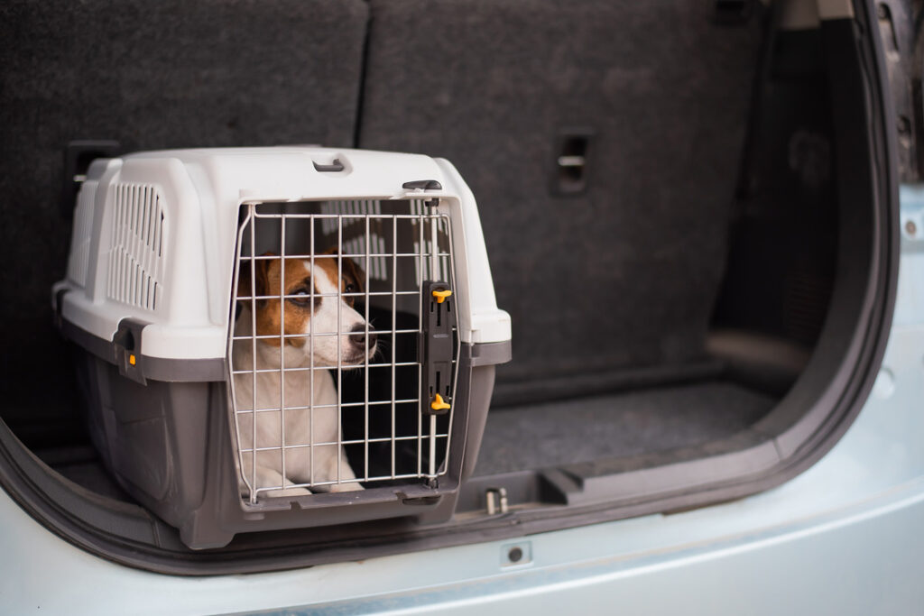 Hund im Auto transportieren - KFZBleche24.de - 3